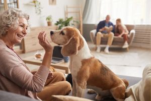 Comprehensive Estate Planning in Arizona Safeguarding Your Pets' Future